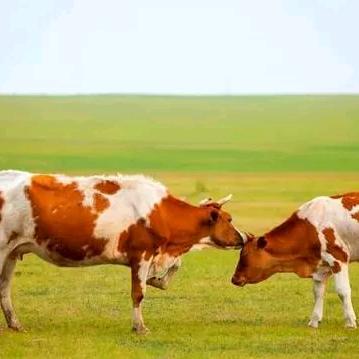 云图腾牛业  食品有限公司