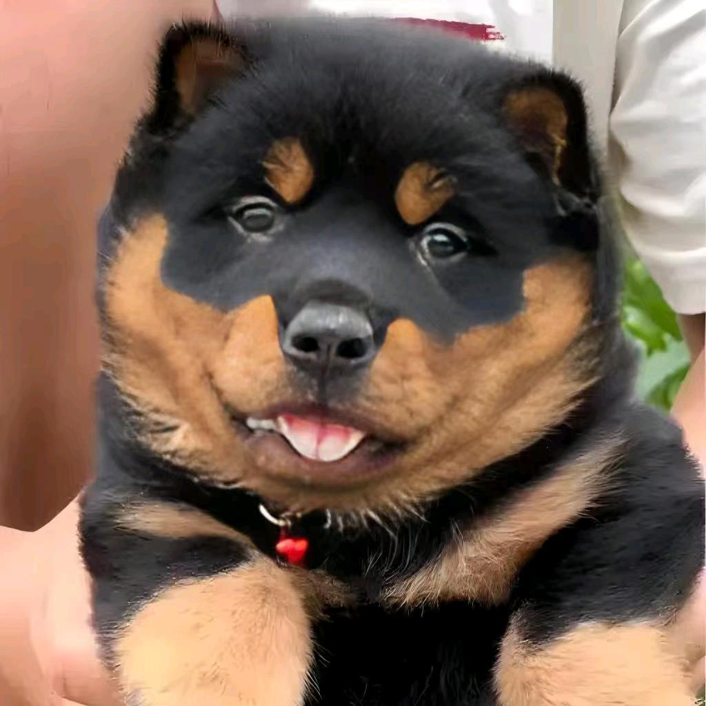 宠物犬带淘