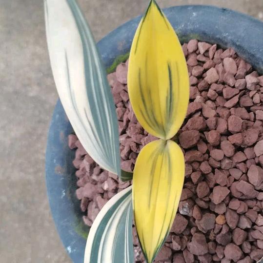 钟山区小戴千艺百货经营部