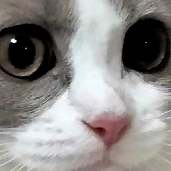 叶莱叶㚪