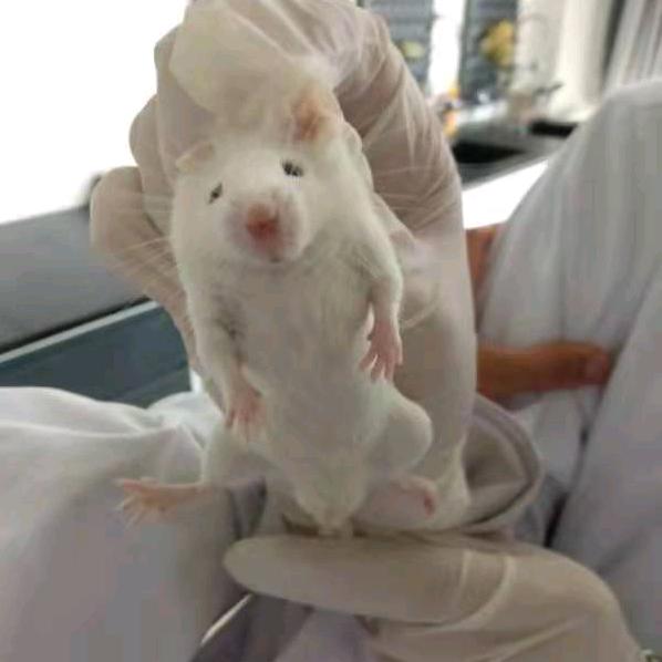 被吓醒的小白鼠