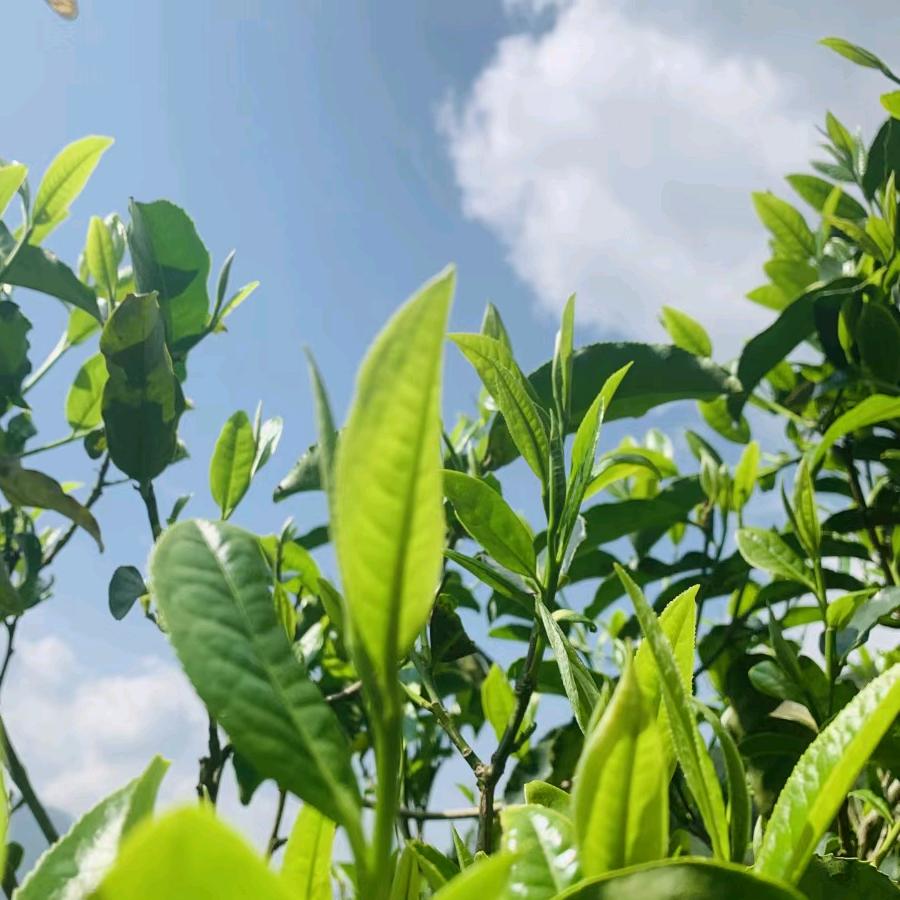 润沏禧茶