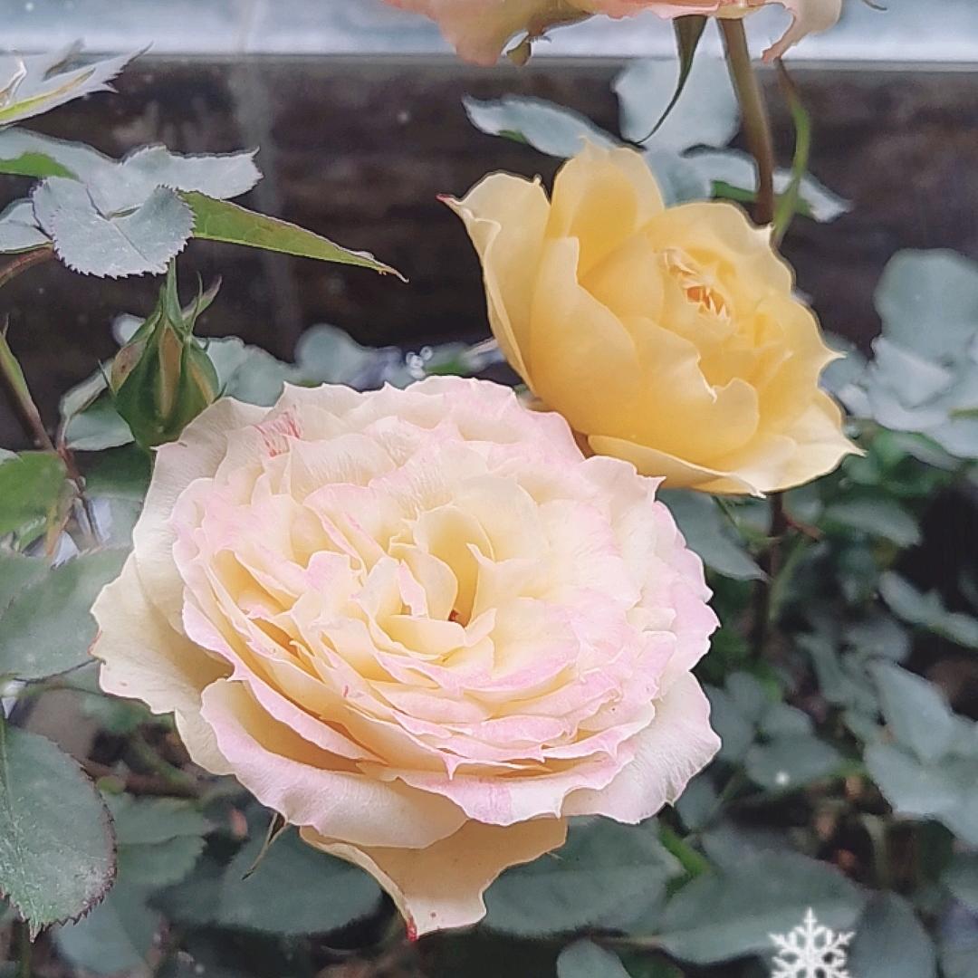 美好生活DIY