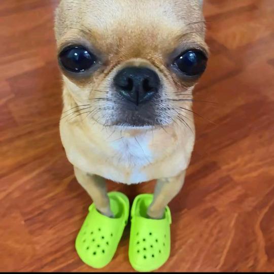 陈绮烨