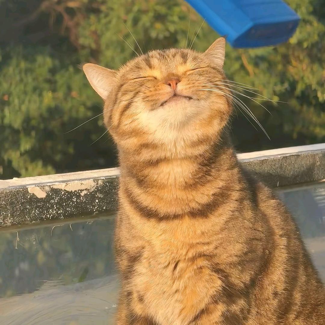 何英豪