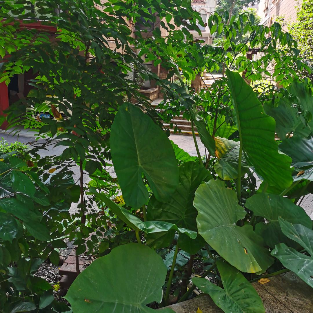 laoChen