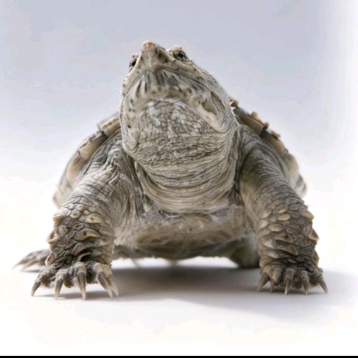 小黄佛系养龟小记（招赣南脐橙代理）