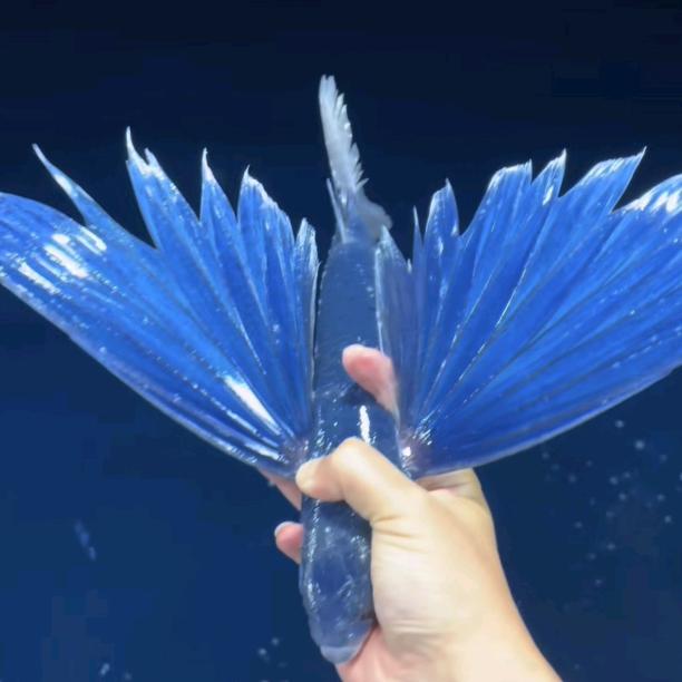 ⭐️幸运星⭐️