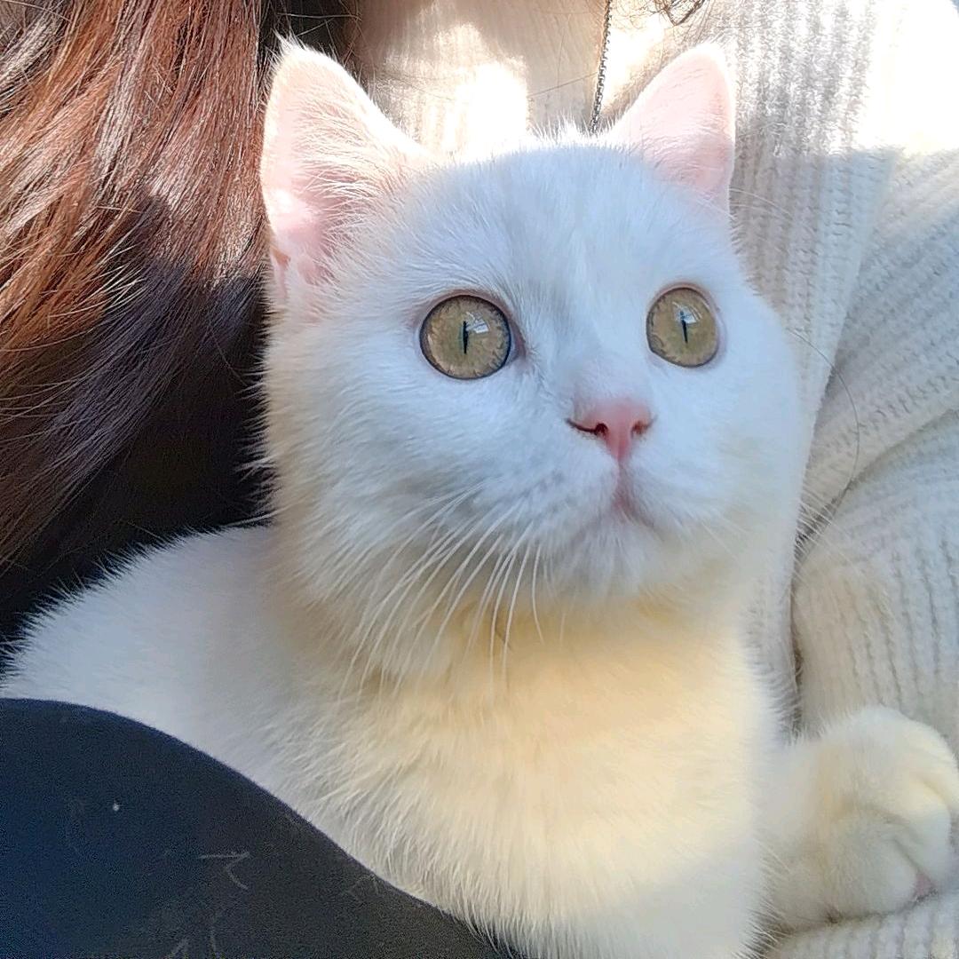 是奶茶呀