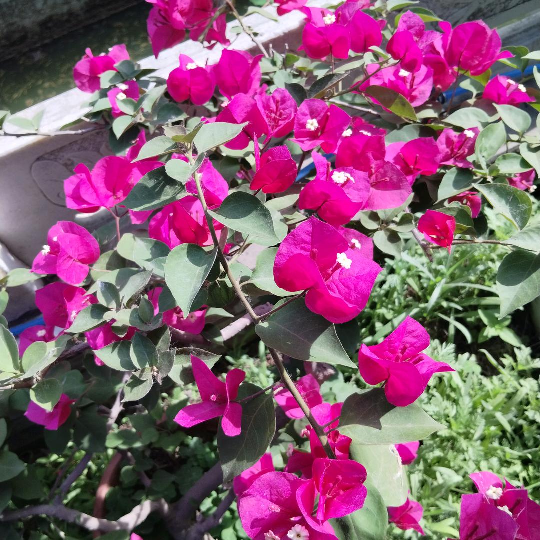 仙女散花