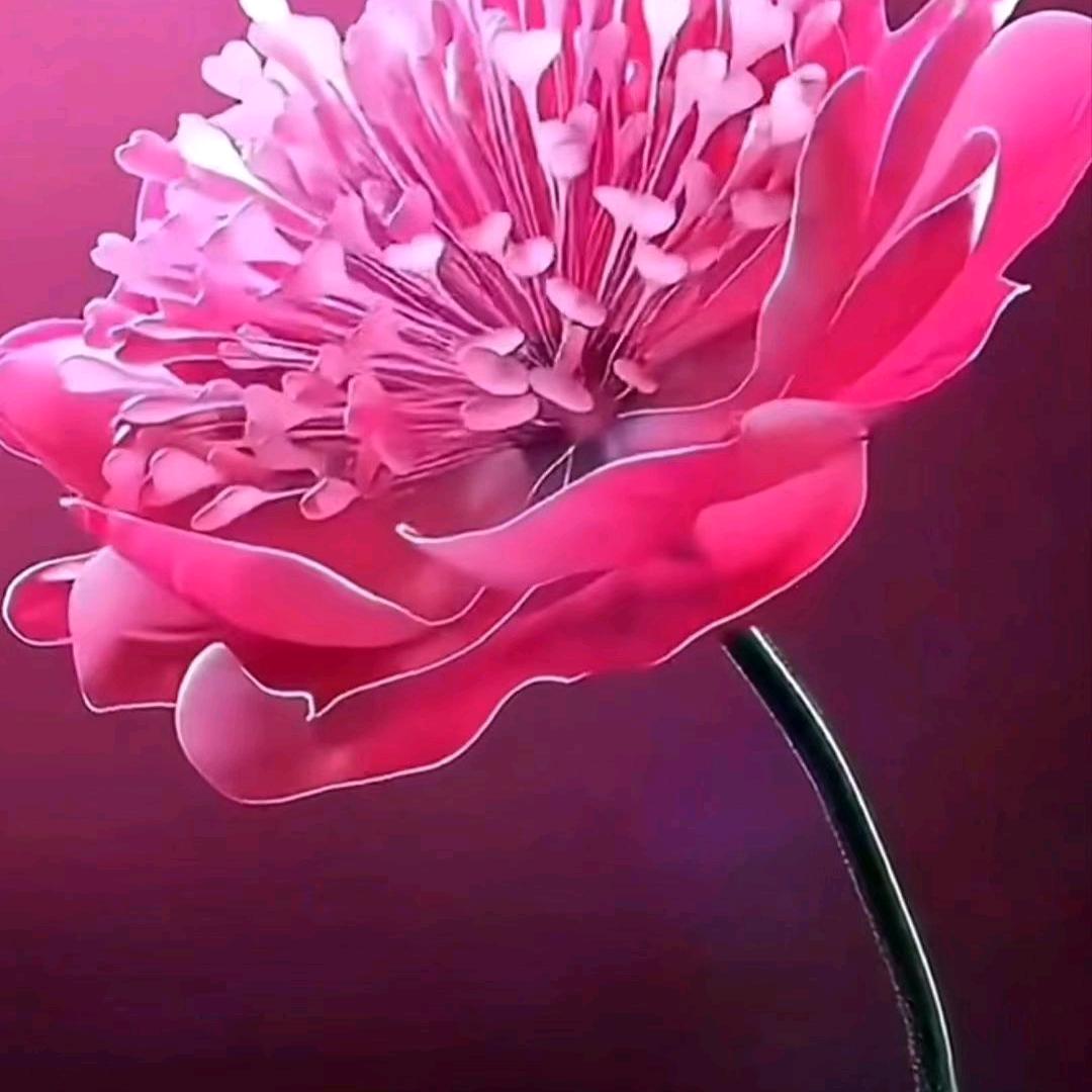 艾显怀