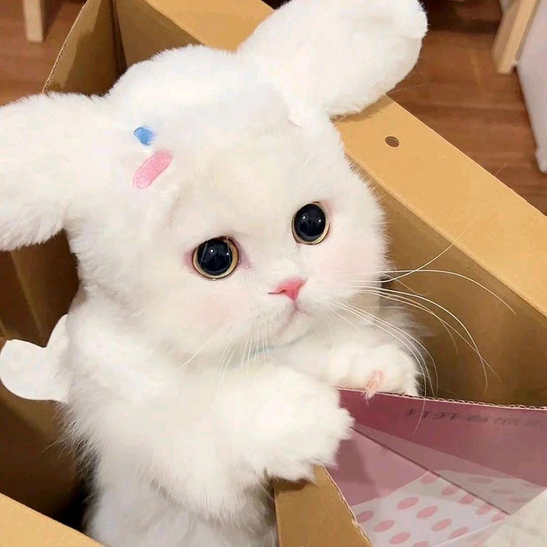 🌱卷心菜不想卷