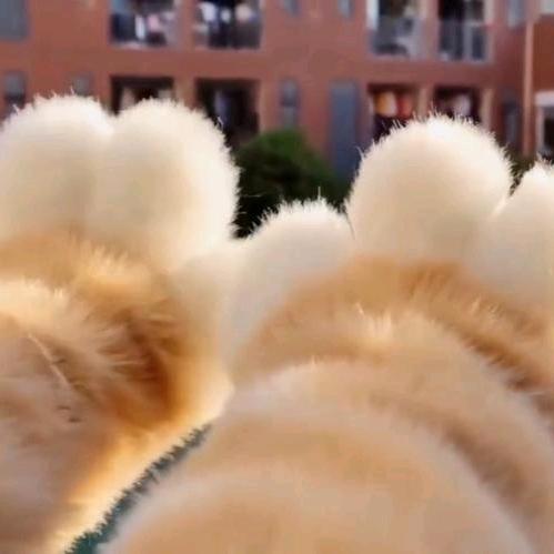 小福图的猫（✪▽✪）