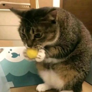 小猫往刀削面里面放猫毛