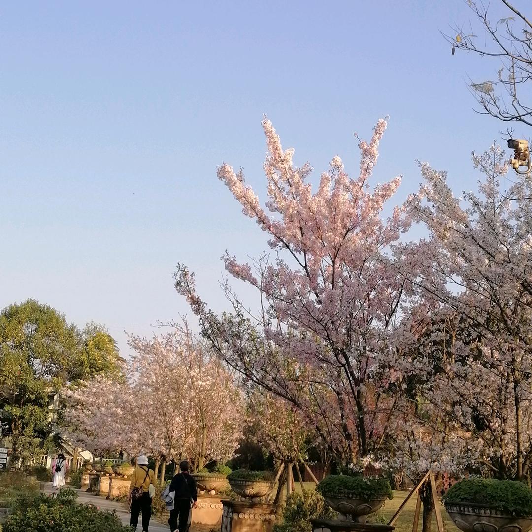 芙蓉花儿开