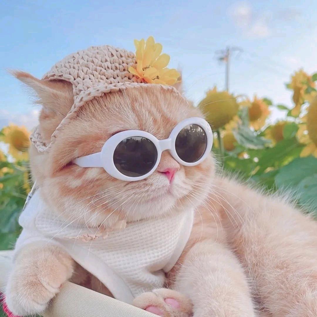 大牛兔兔🐰好物分享