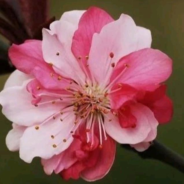 桃花盛开