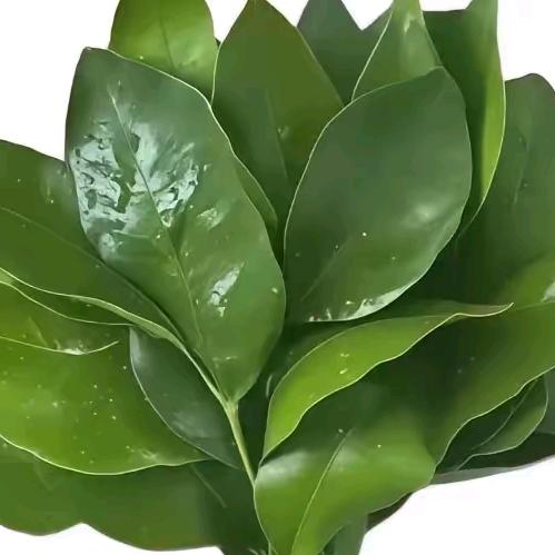 ꧁💞꧔龙᭄ᩚ💞᪲