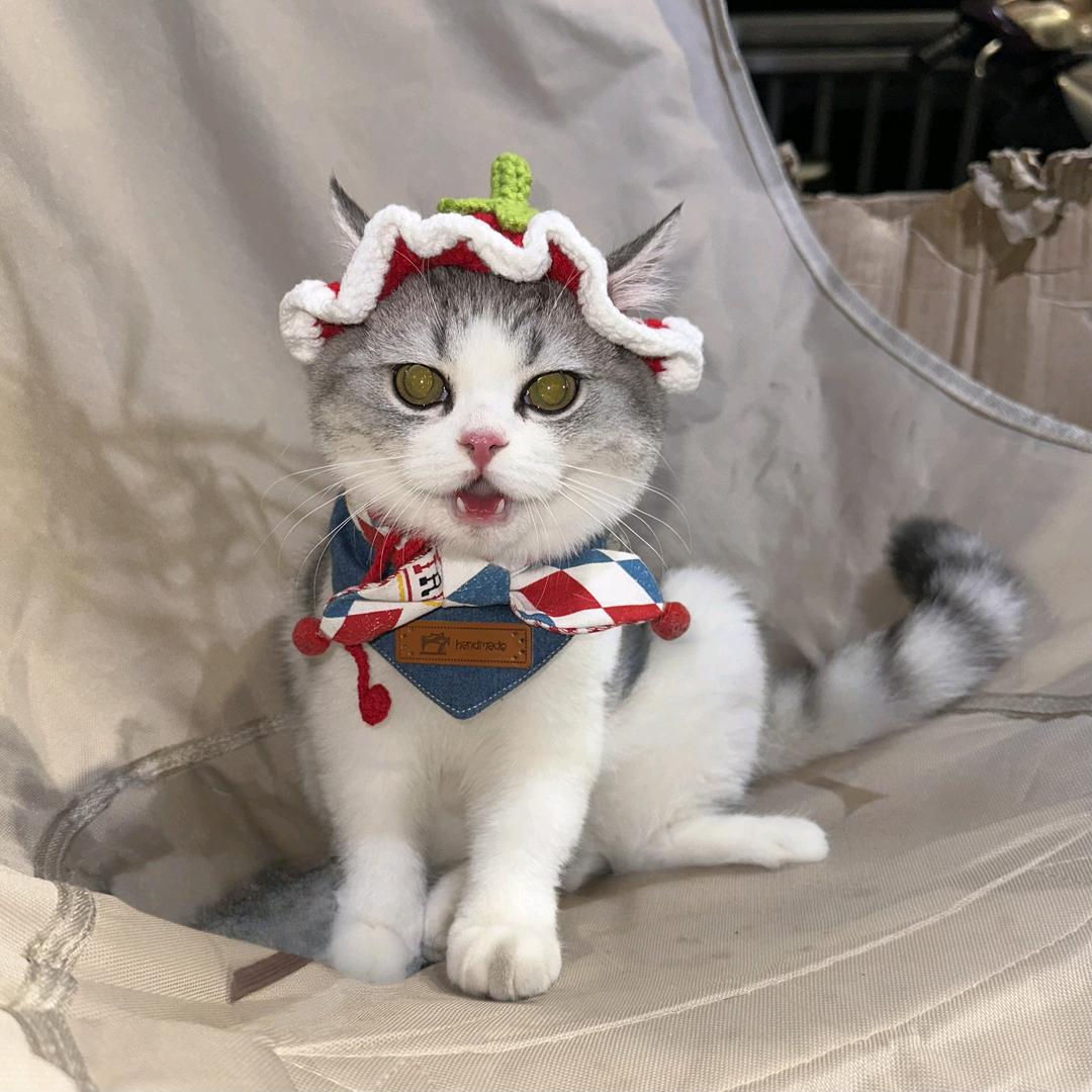 YO淘宠物零食烘焙