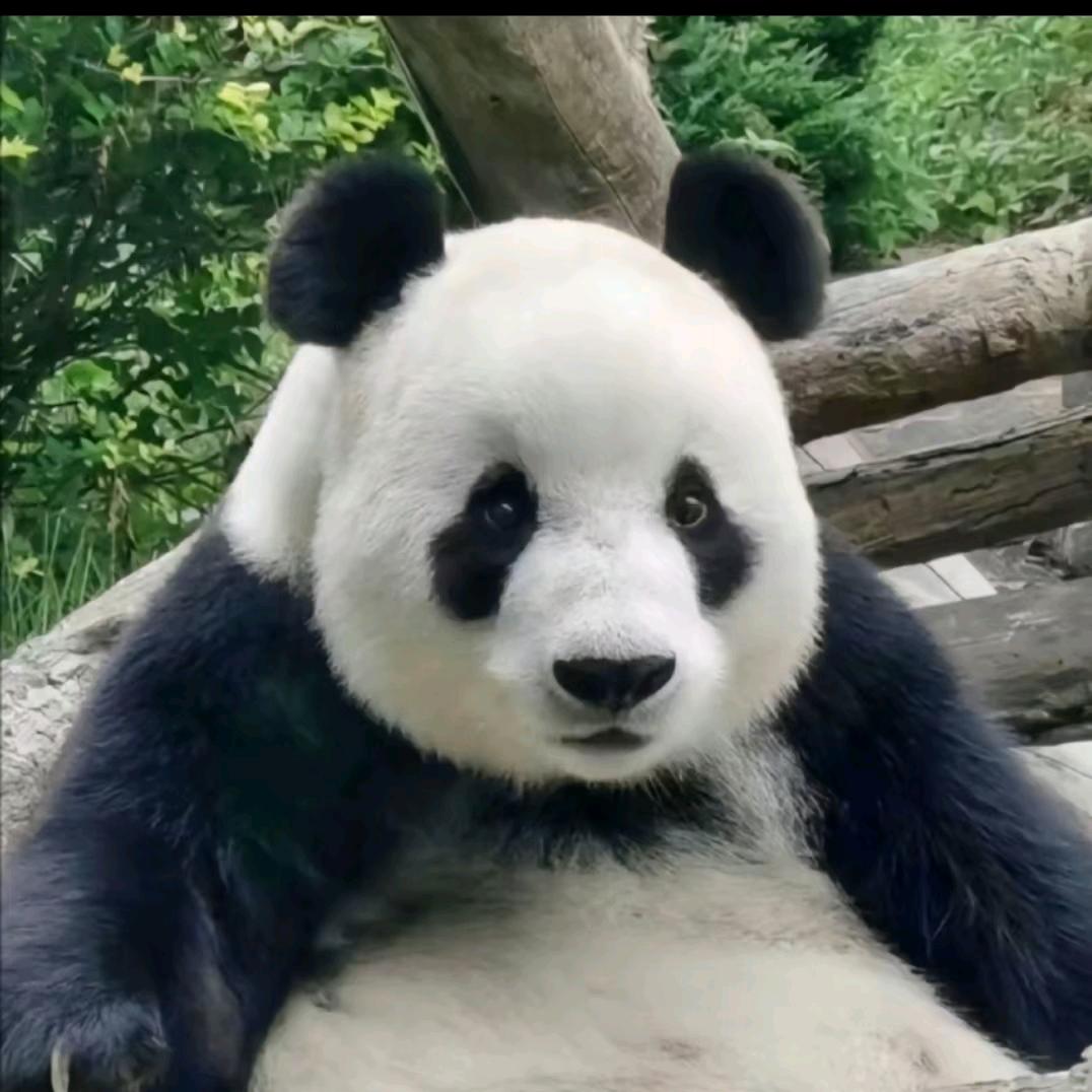 小书包🎒