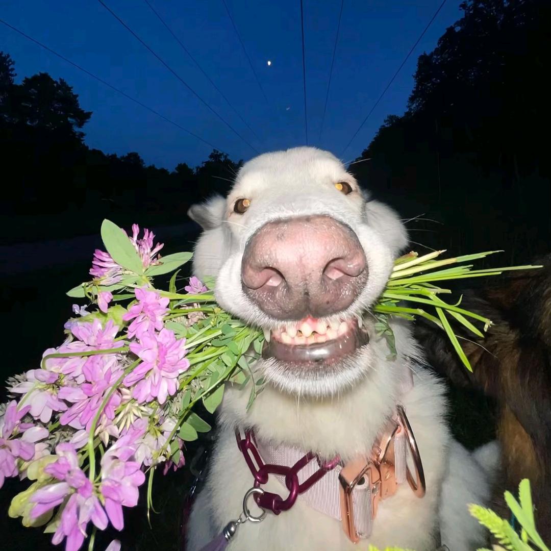 满山猴子我腚最红