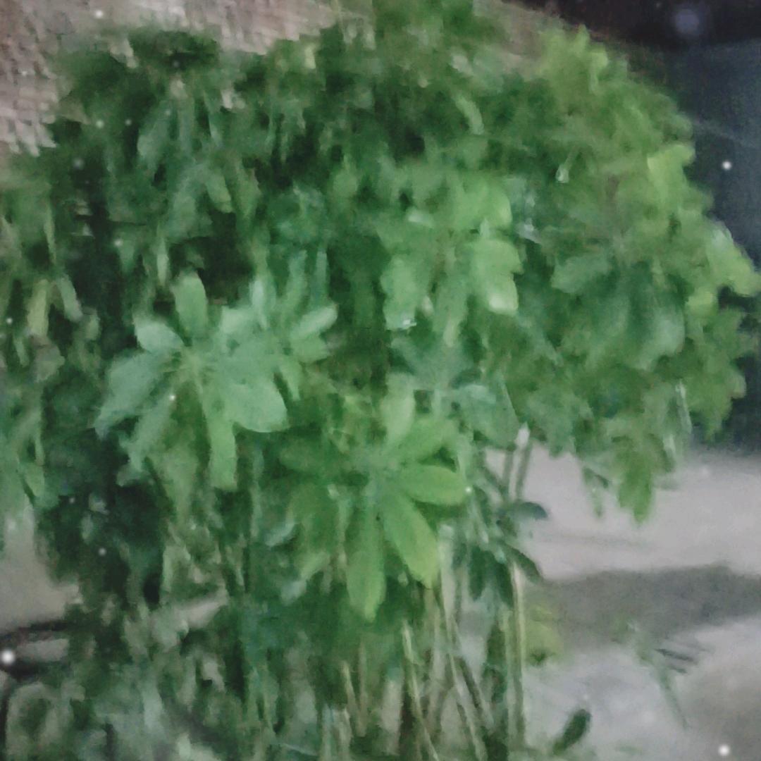 好运连连