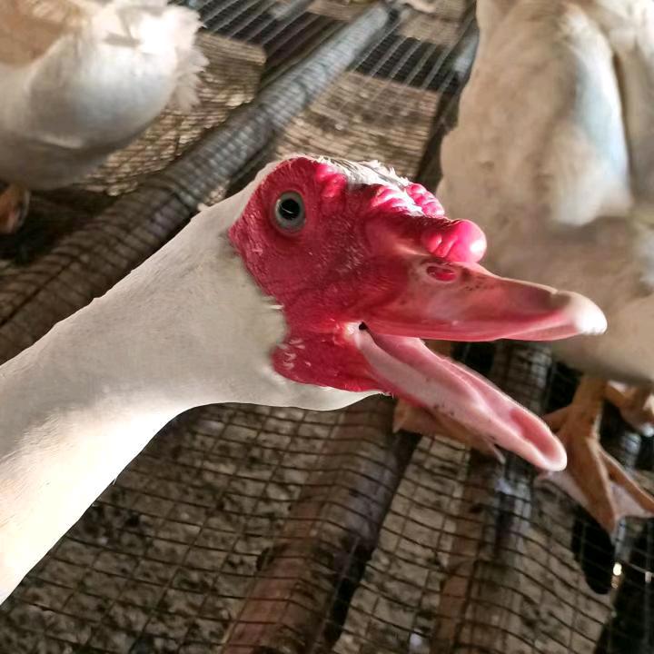 建瓯鸡鸭批发中介代购
