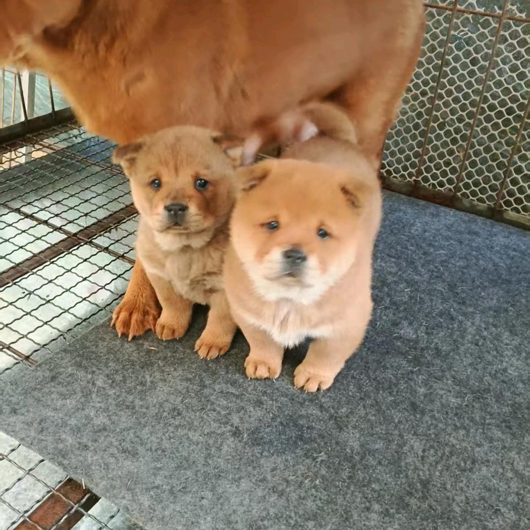鲁南嘉泽田园犬
