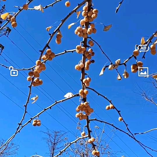 木与石