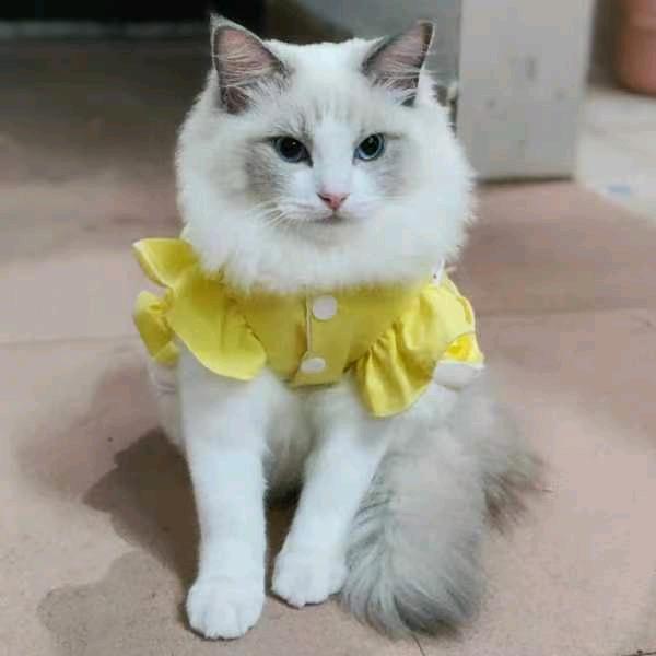小泡芙