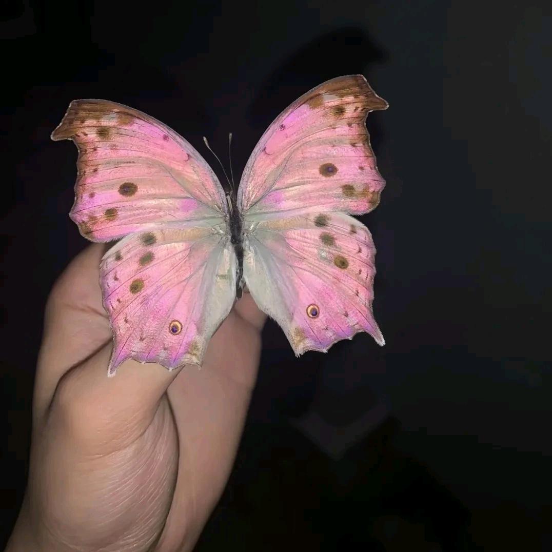 崽崽丫🧚‍♀️