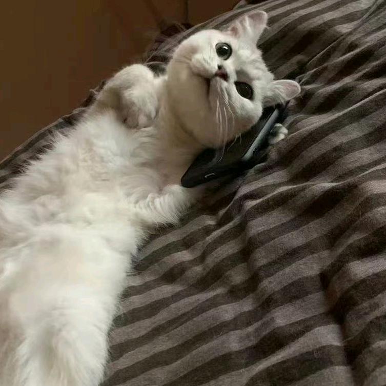 🫧🫧简言之🫧🫧