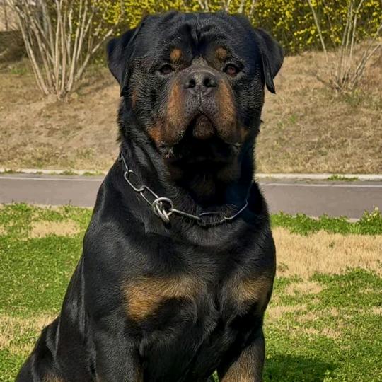 福建宁德罗威纳犬舍
