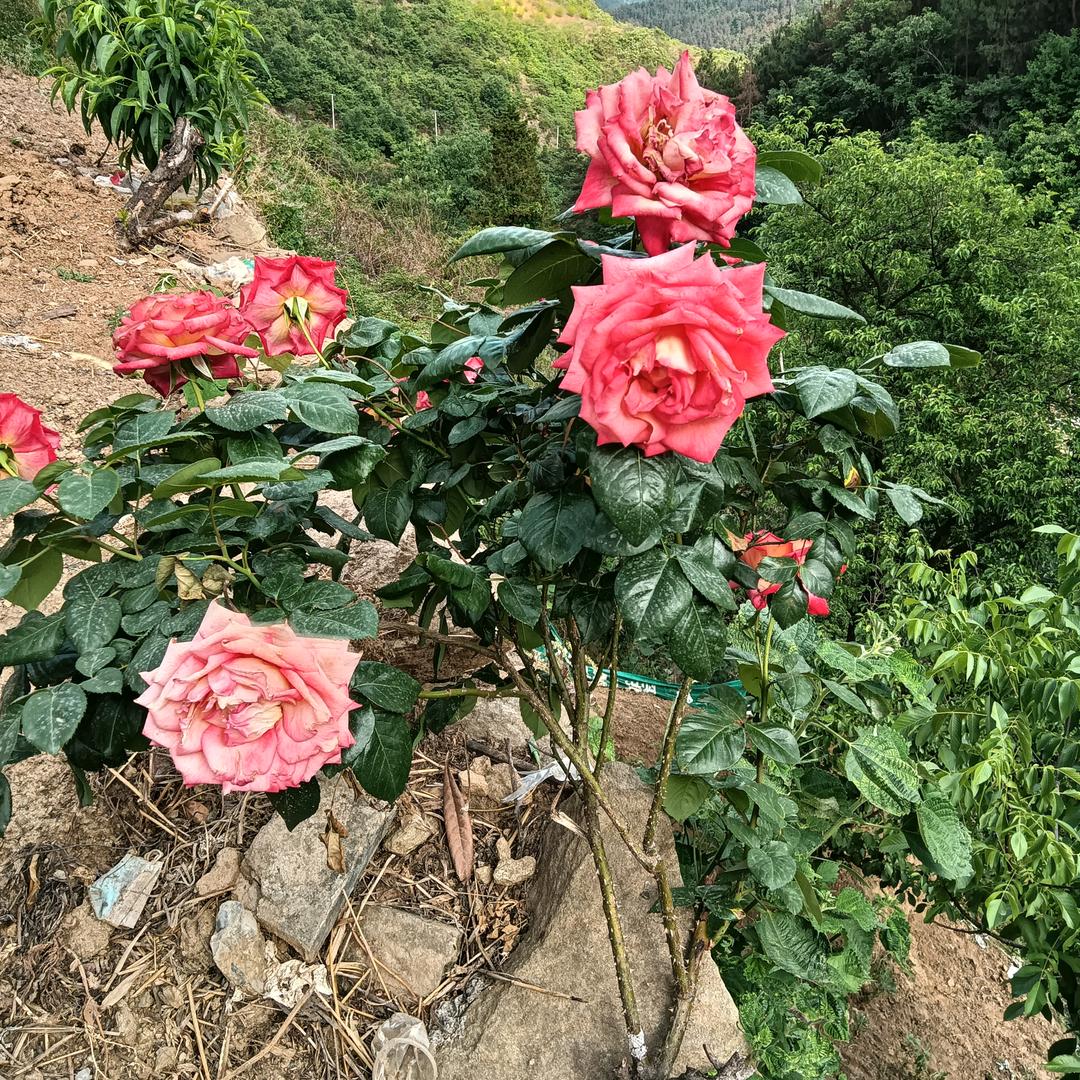 草原风景