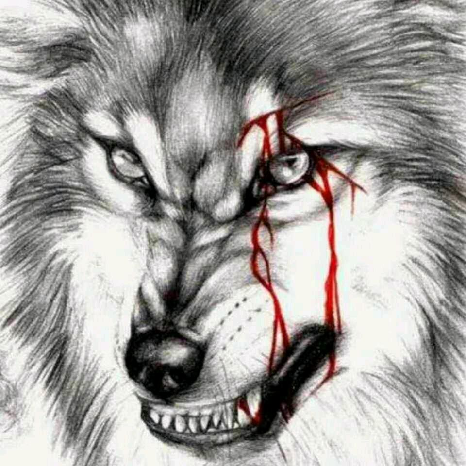 狼🐺