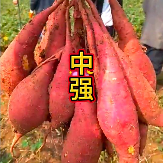 河南《中强》薯苗育秧基地