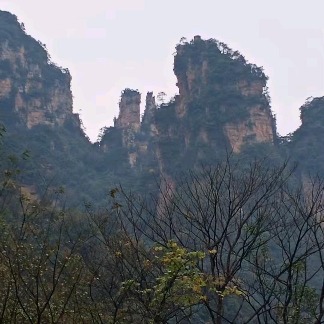 小杨🐑.