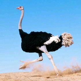 鸵鸟钢卷尺批发