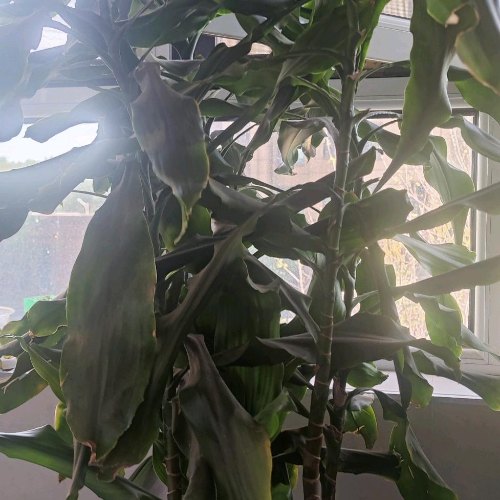 鄂托克旗