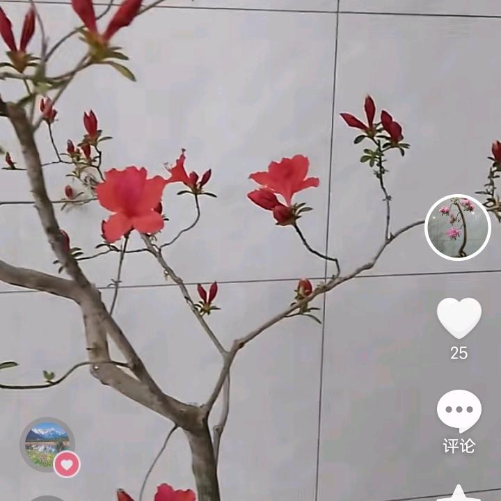 明天会更好(平)