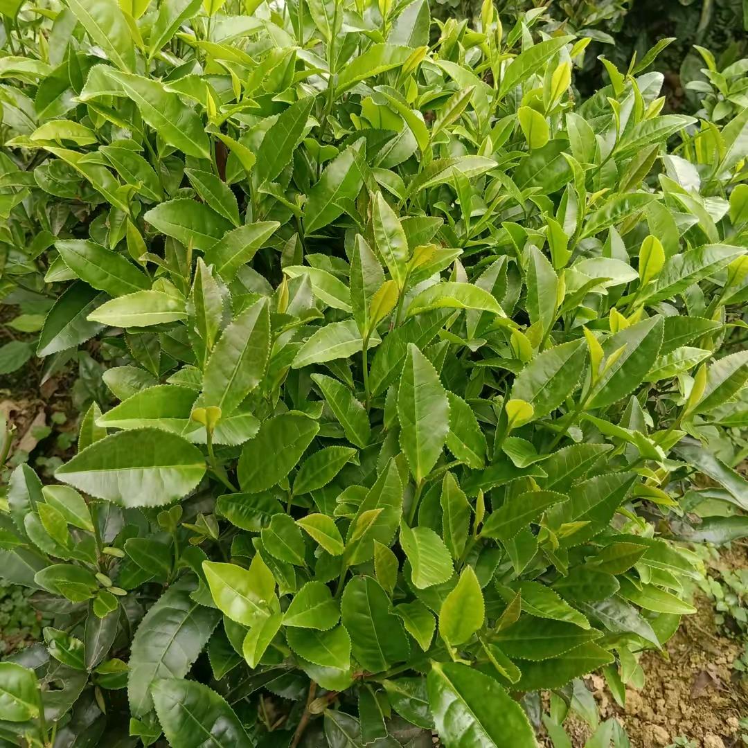 湖北宣恩高罗