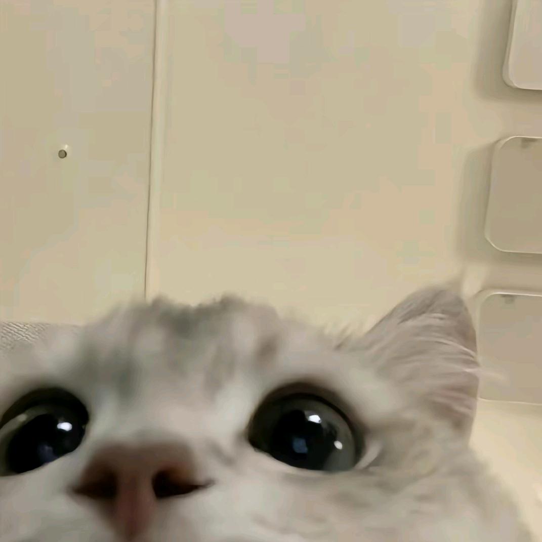 喜欢小咪天天开心