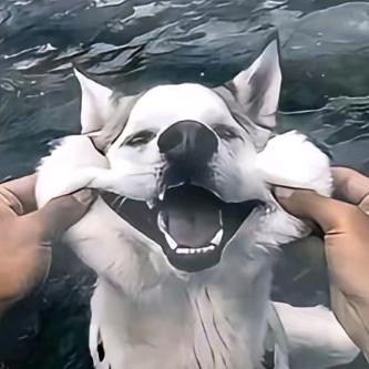 肖楚南（提不起版）