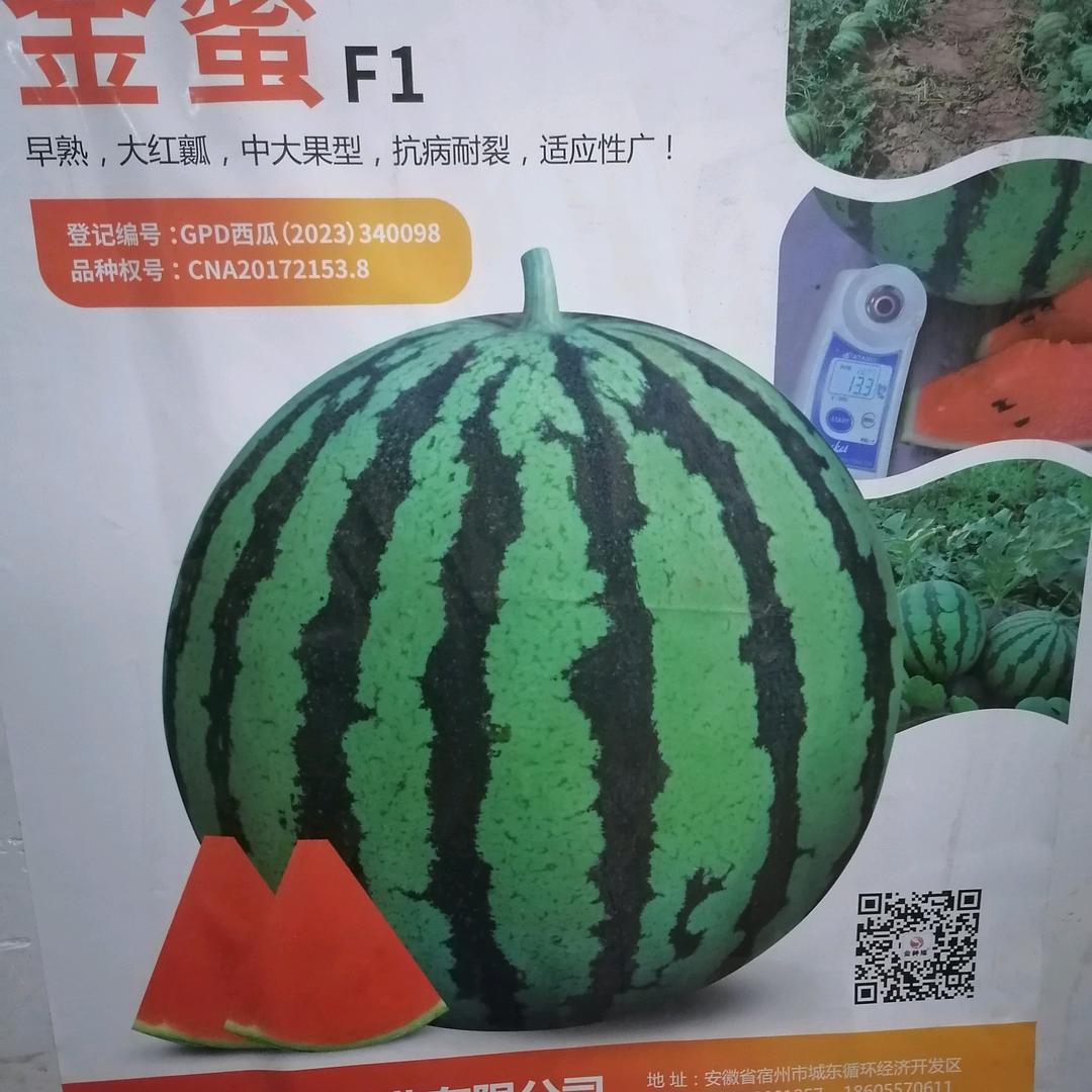 韩明月西瓜种植