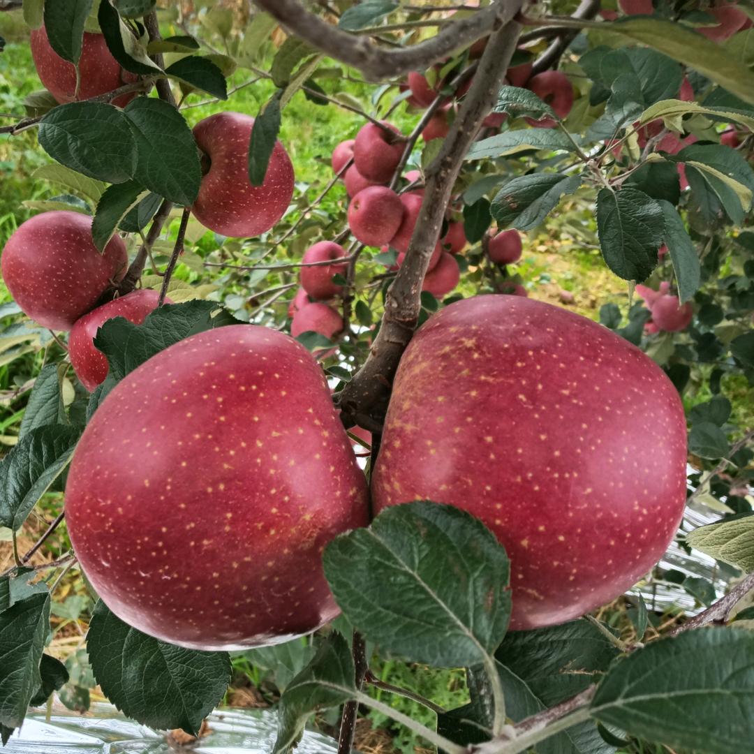 露露家的苹果