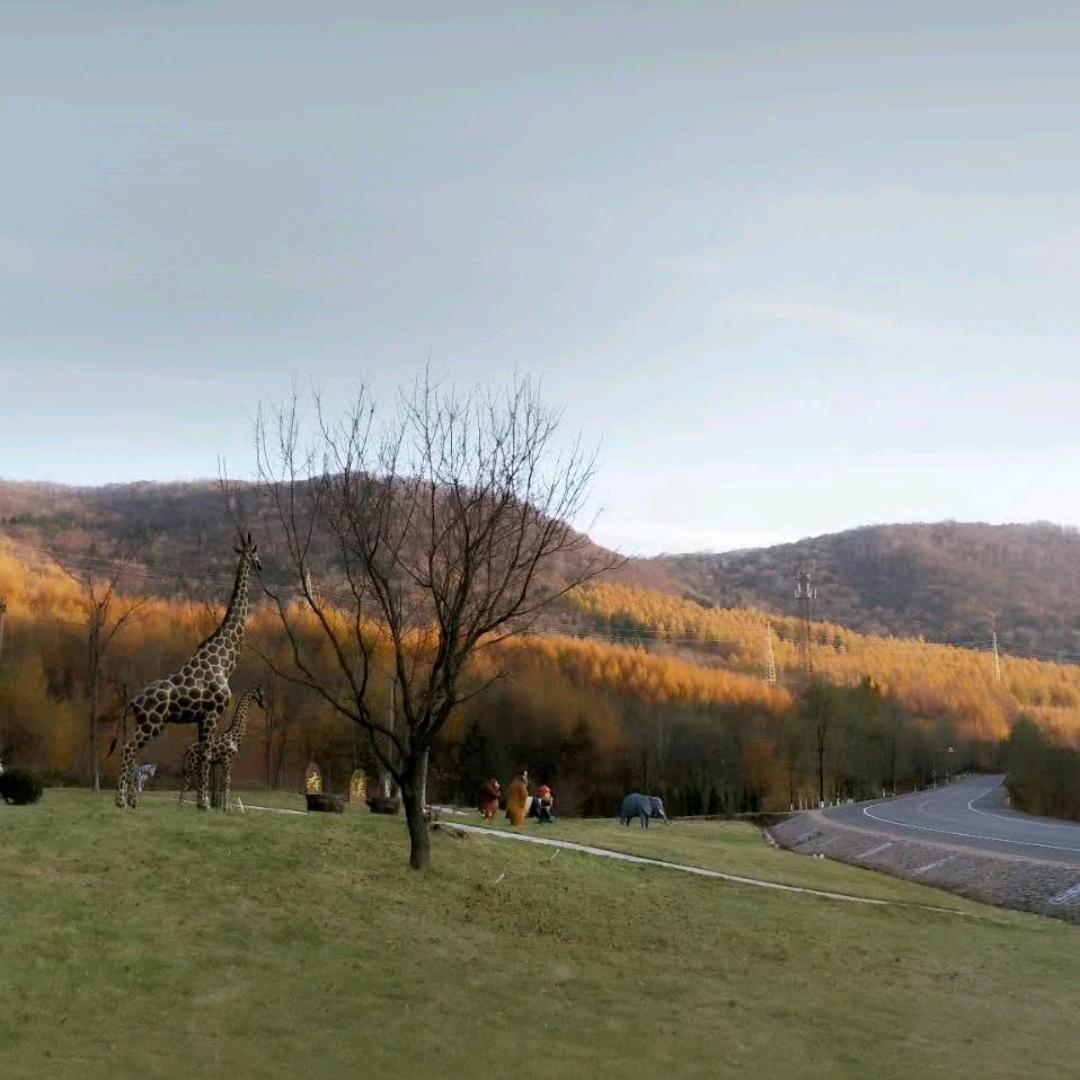 不爱吃香菜的西红柿