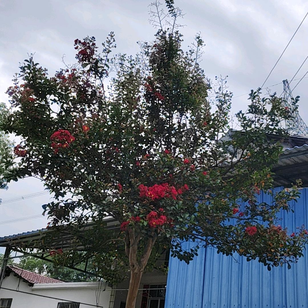 @猛哥🌸