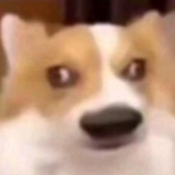 猫你