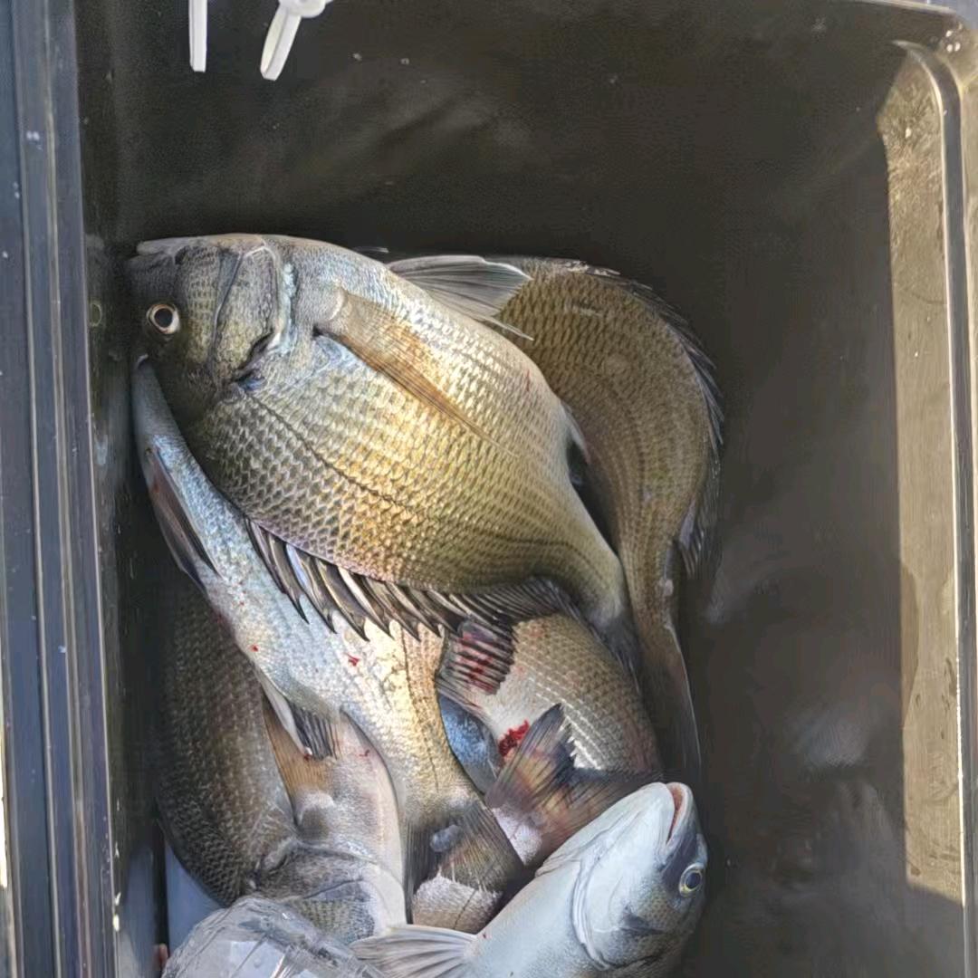 卖完胡萝卜去钓鱼🎣