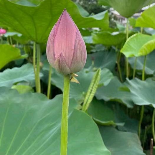 小小果冻